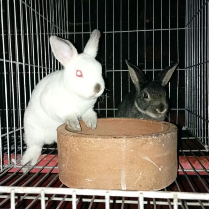 Anakan Kelinci Hias Mini Rex