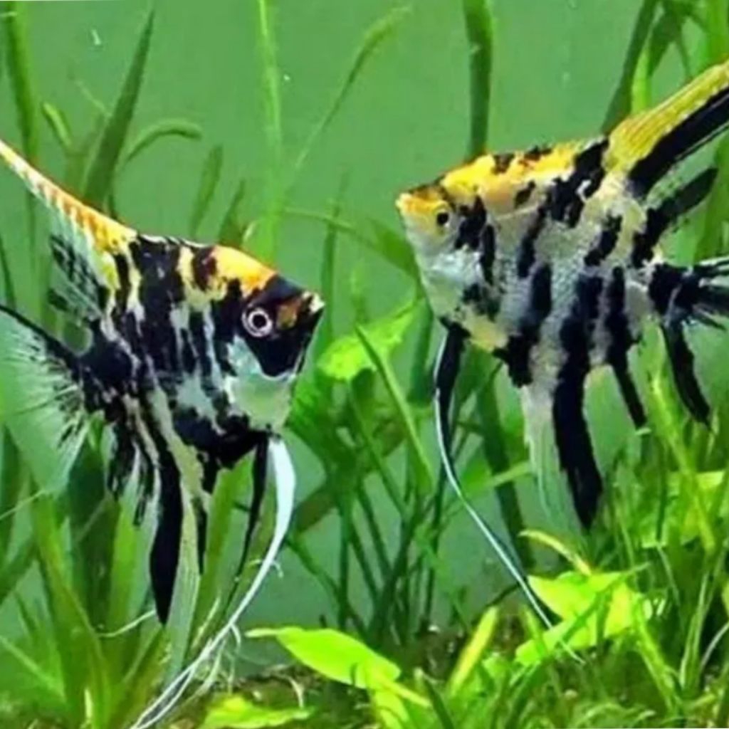 Ikan Manfish Panda Black White Cantik Sehat Aktif Siap Kirim