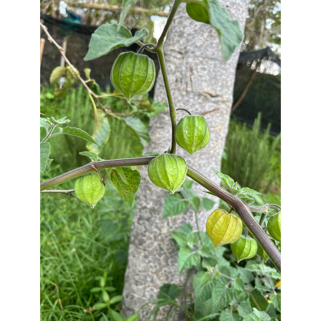 Jual Buah Golden Berry/Cecendet/Ciplukan Segar