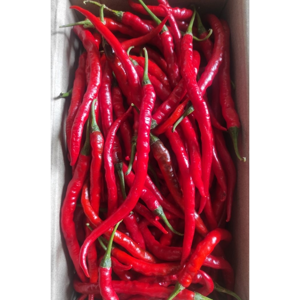 Cabe merah keriting 1 kg Fresh / cabai merah keriting segar 1 kg / Cabe merah keriting segar 1 kg