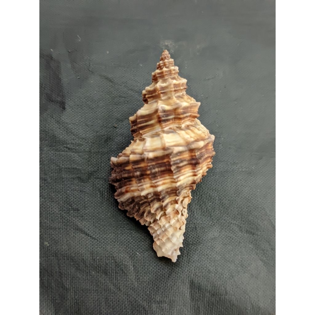 cangkang kerang laut latexsiena_kerajinan tangan