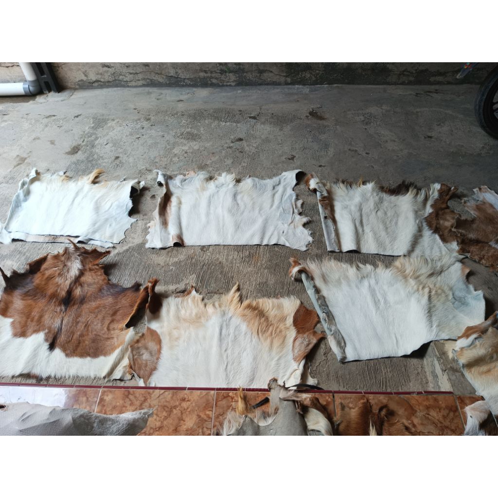 potongan kulit kambing samak bulu