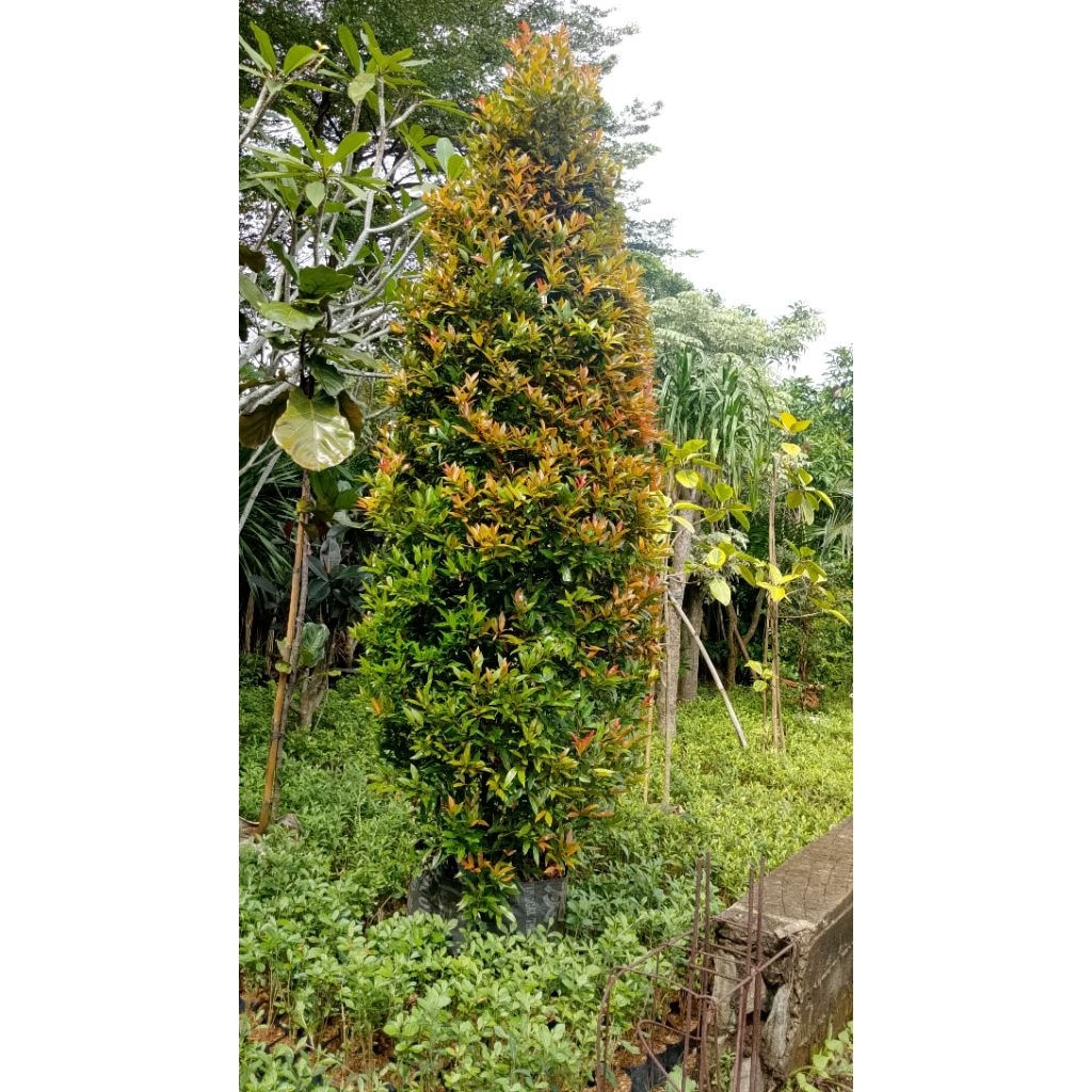 pohon pucuk merah tinggi 2'5-3 meter