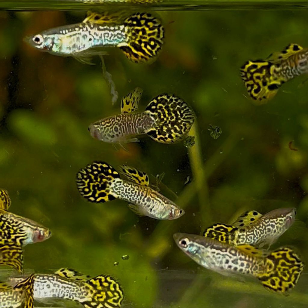 guppy yellow cobra roundtail