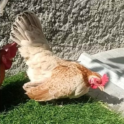 ayam kate betina dewasa