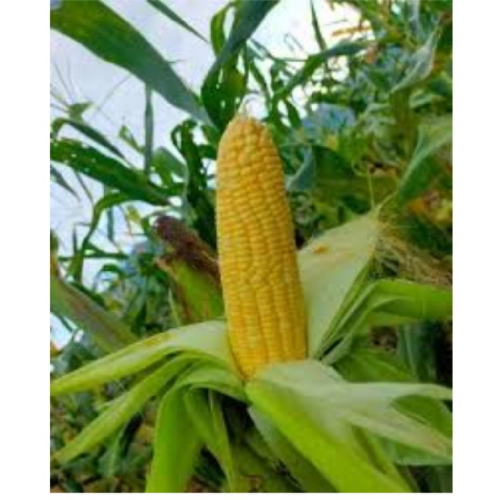 jagung manis bibit