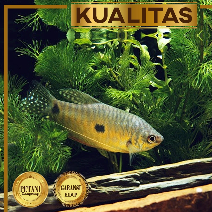 Baby Ikan Sepat Sawah (Paket isi 20) Ikan Hias Kolam Aquarium Aquascape Tanaman Air Tawar