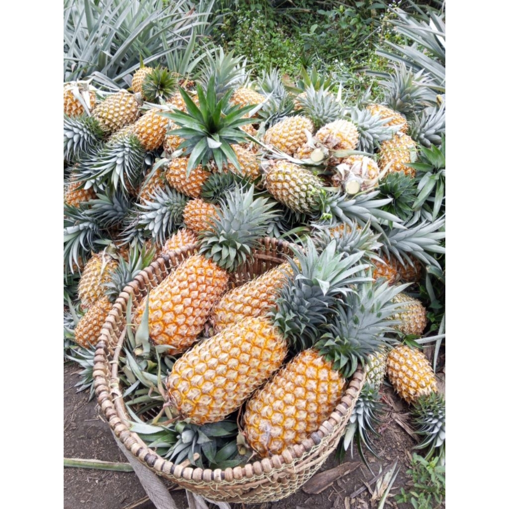 BIBIT NANAS (MAHKOTA NANAS)