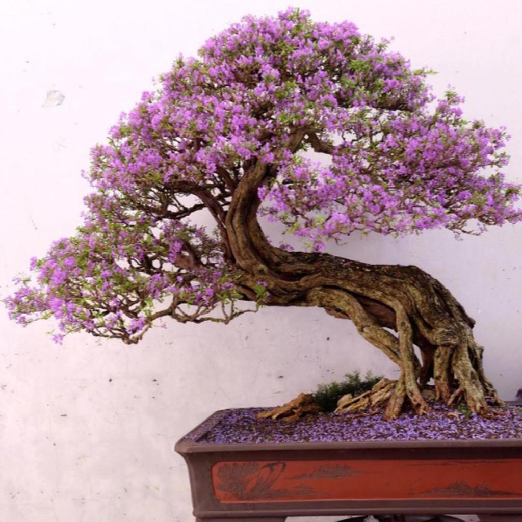 Biji Bibit Benih Blue Jacaranda Pretty Tree Pohon Biru - Ungu Isi 20 Biji