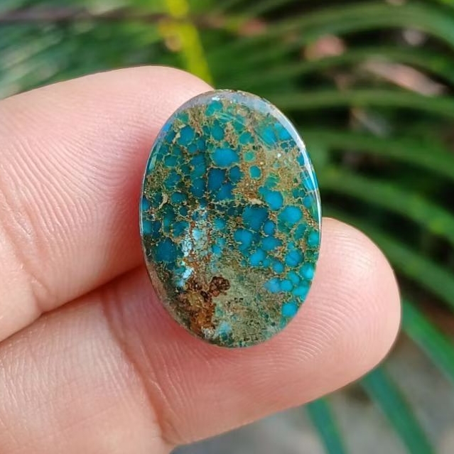 pirus persia serat emas