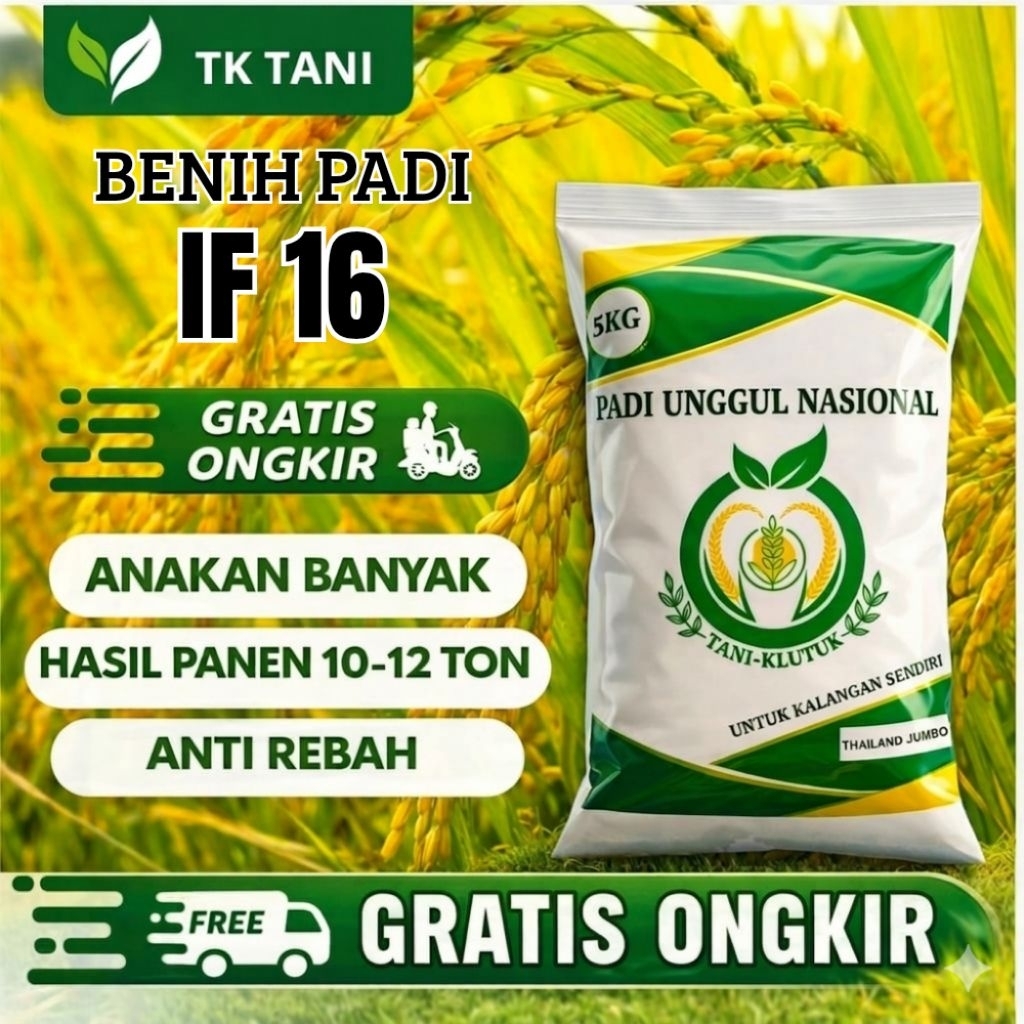BENIH PADI UNGGUL BERKUALITAS IF16 100% ORIGINAL