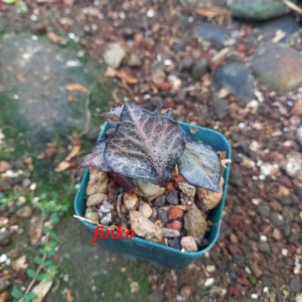 euphorbia francoisii crassicaulis hybrid maple leaf (24)