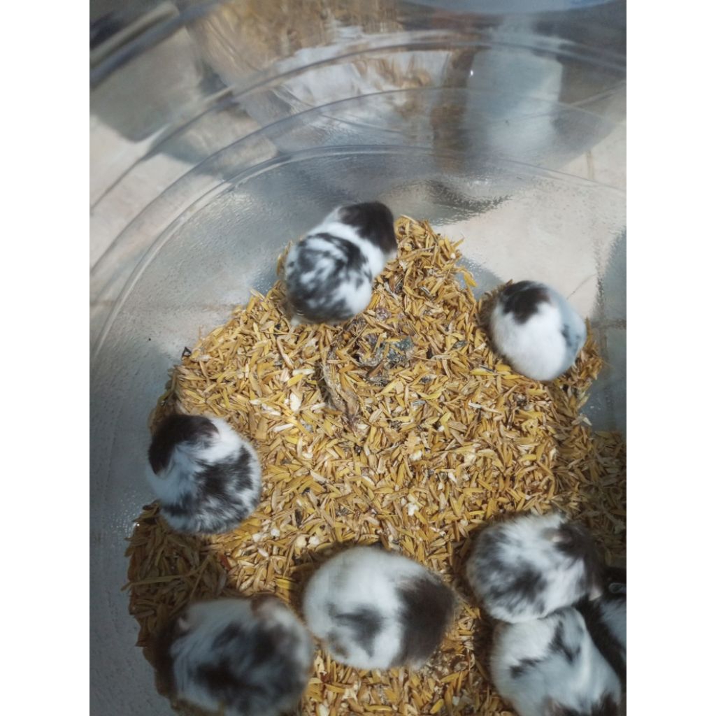 Hamster Anakan Cambell panda