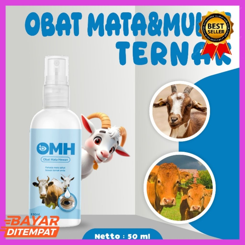 TERAMPUH  Obat Belekan Kambing Jawa