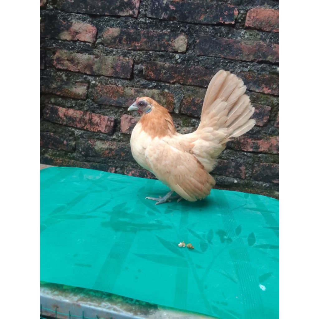 ayam kate/Serama betina sehat siap nelur