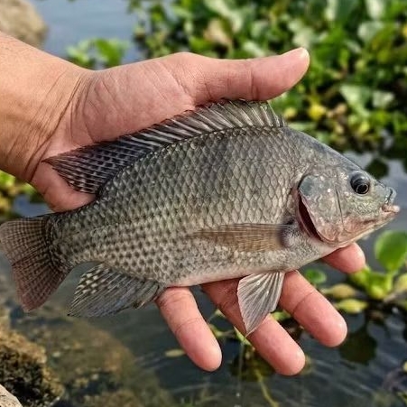 Ikan Nila Segar Hidup 1 Kg isi 6 - 7