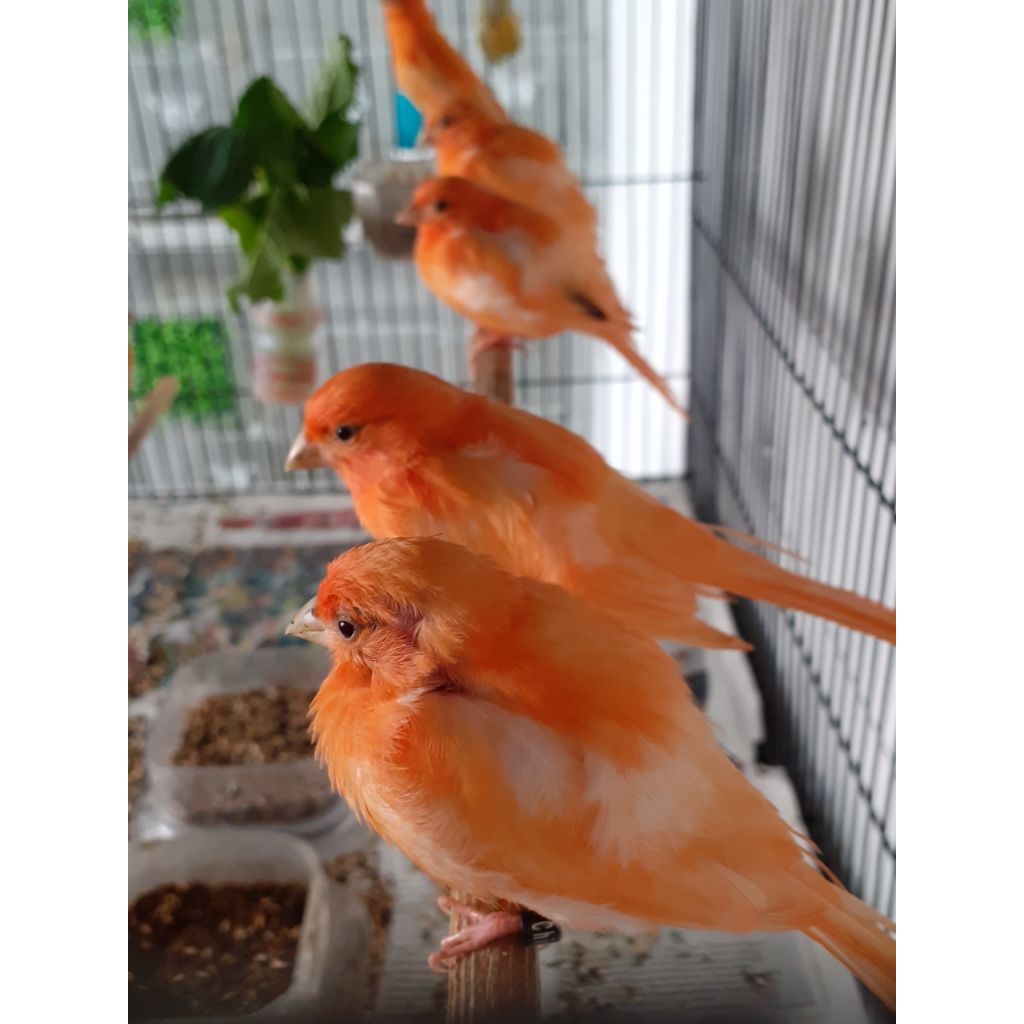 Kenari merah lokal jantan/betina Fik Sepasang usia 3bln