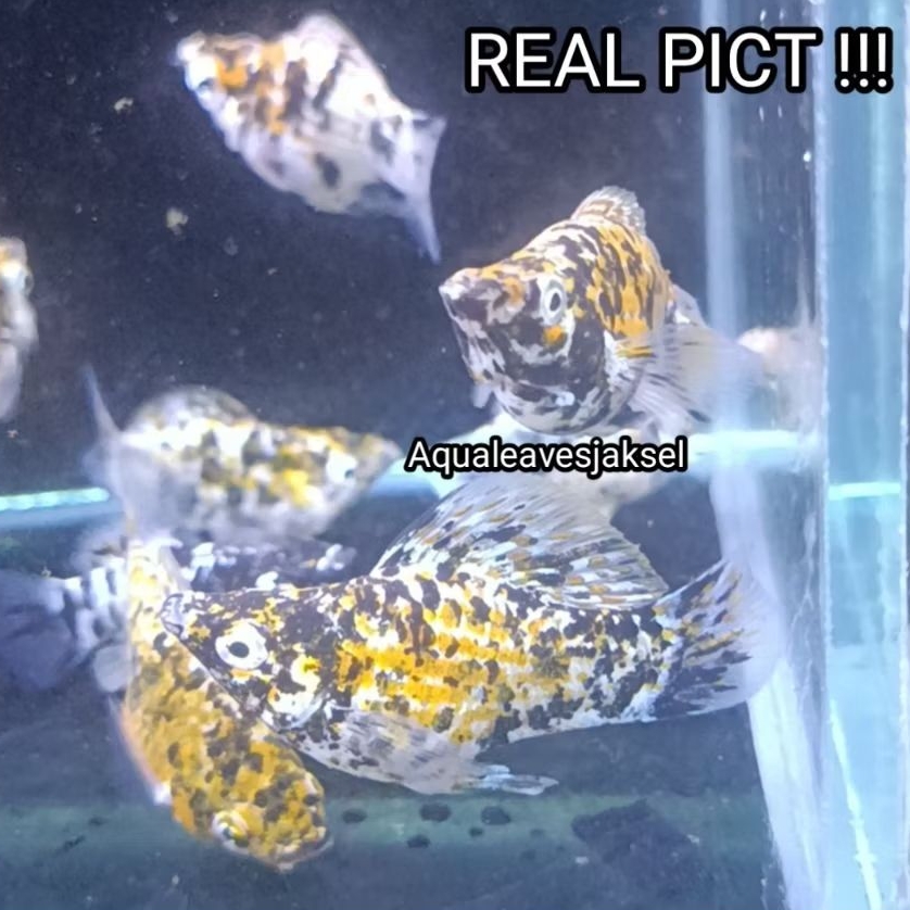 ikan molly balon tricolor / marbel calico