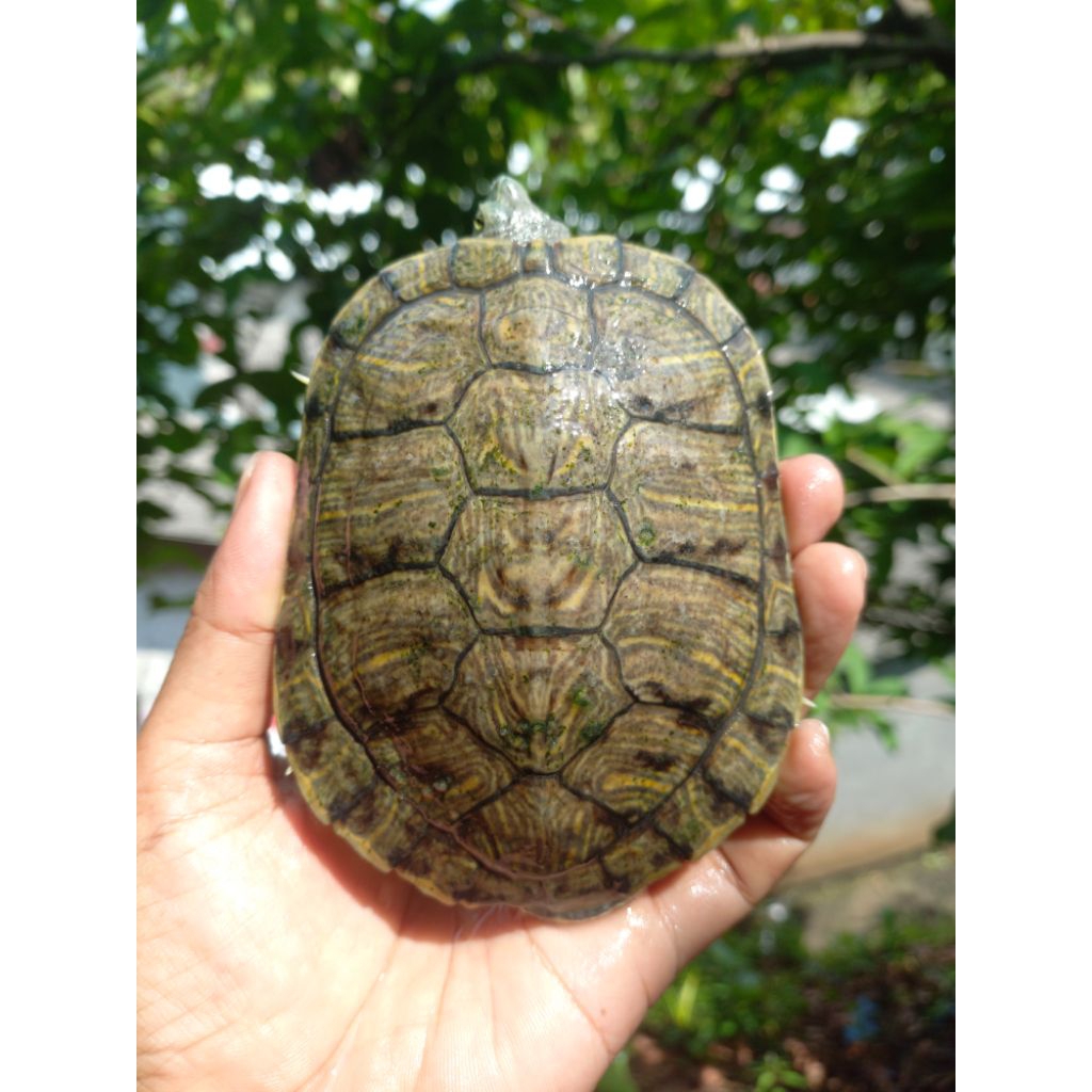 Mainan Kura-kura Brazil Jantan