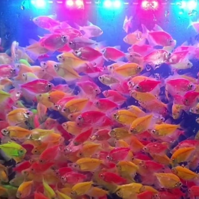 Ikan Hias Tetra Glowfish Warna-Warni 25 Ekor - Akuarium Menawan