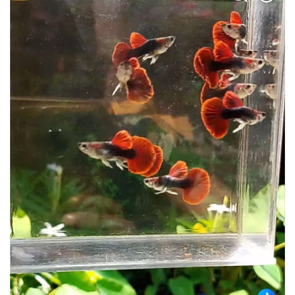 Ikan Guppy Hb red rosetail (2 pasang)