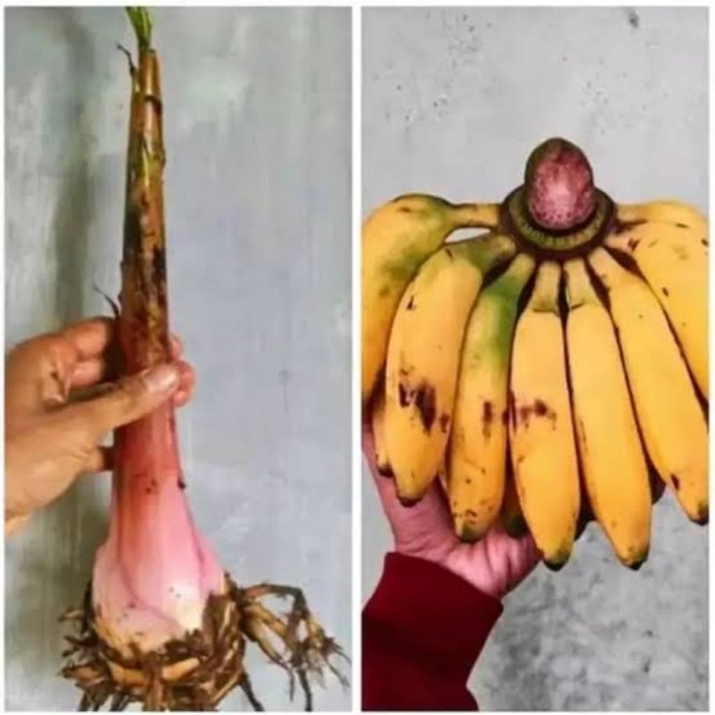 bibit pisang uli