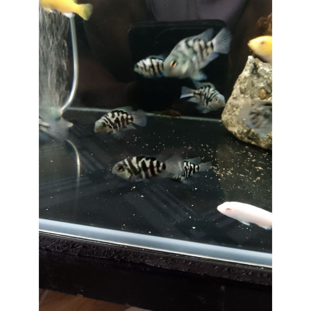 ikan hias blue polar