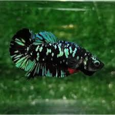 Ikan Cupang Avatar Gold Cooper Rintik - Garansi Hidup, Kualitas Terbaik, Siap Kawin