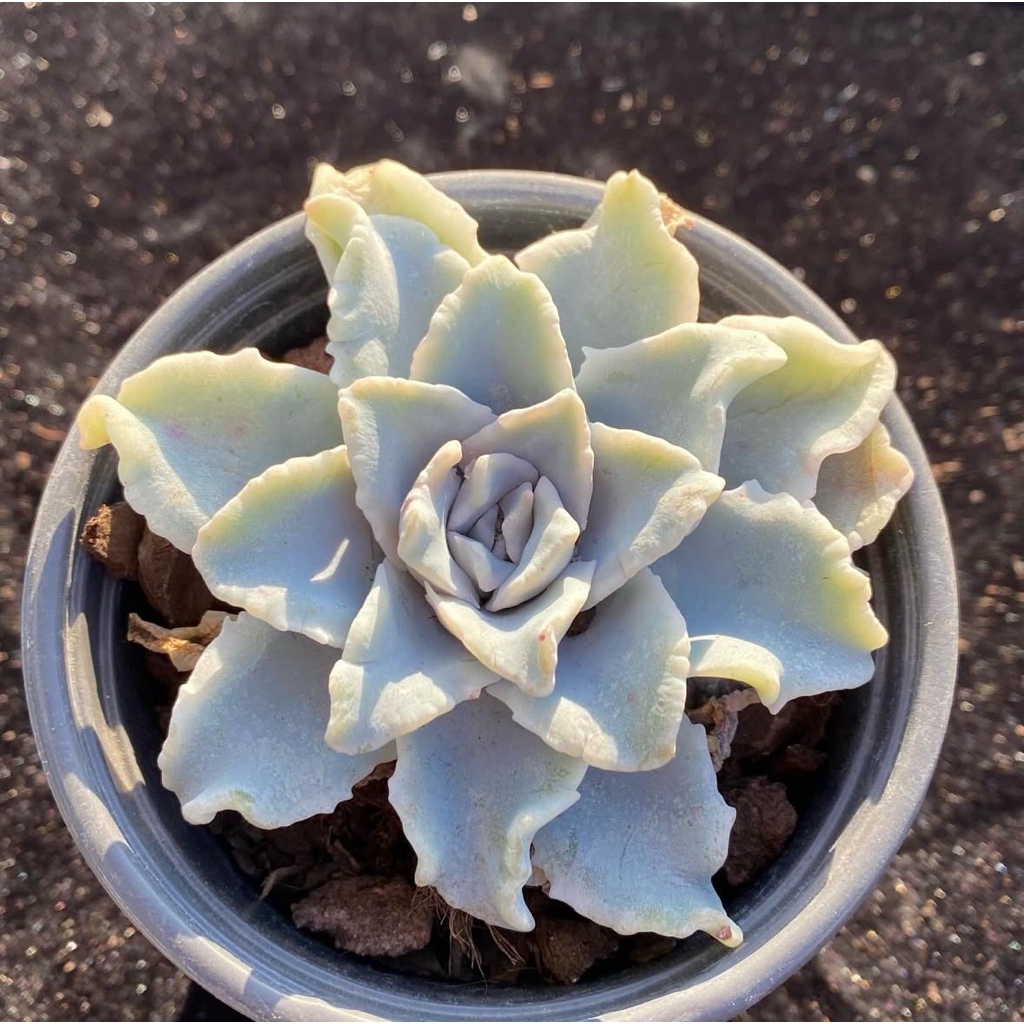 Sukulen Import Echeveria Ballet Girls Rare
