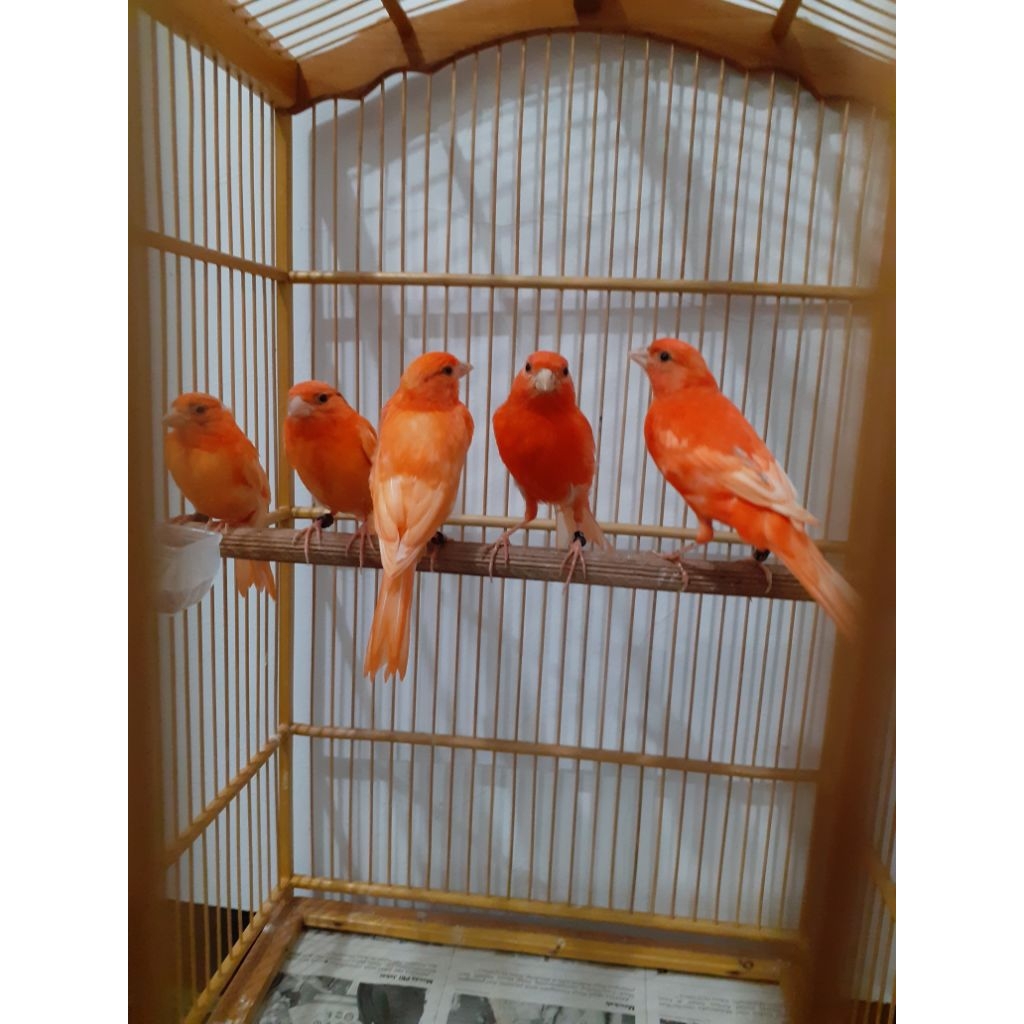 Kenari merah lokal remaja mutasian jantan dan betina ready