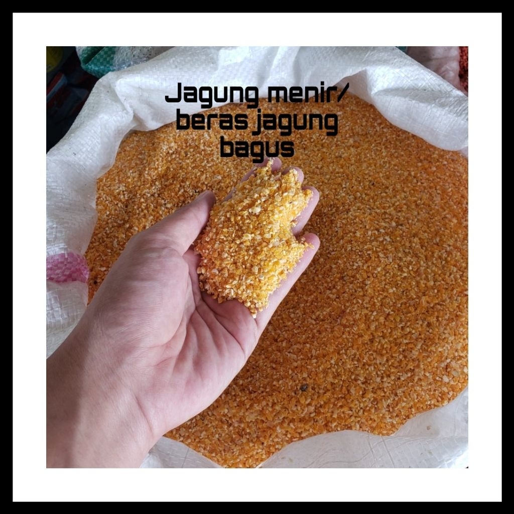Jagung menir bagus