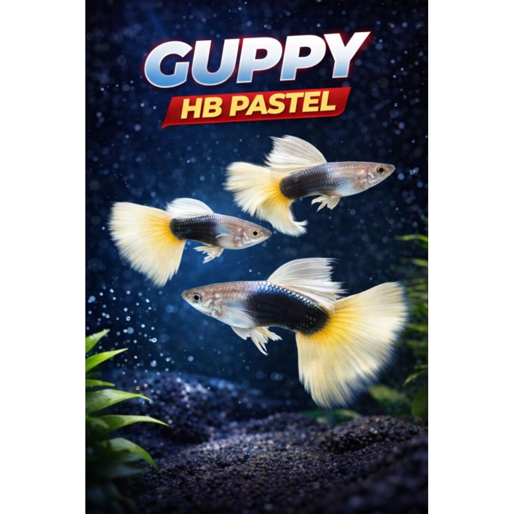 Ikan hias Guppy HB pastel/white - Grade A
