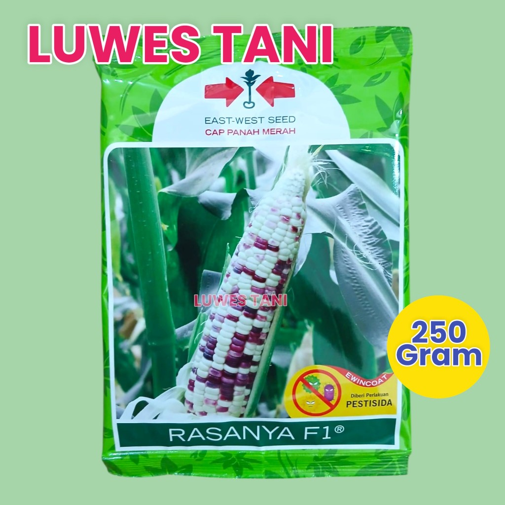 Benih Jagung Rasanya 250gram (KEMASAN BESAR) Jagung Pulut putih-ungu ~ Cap Panah Merah