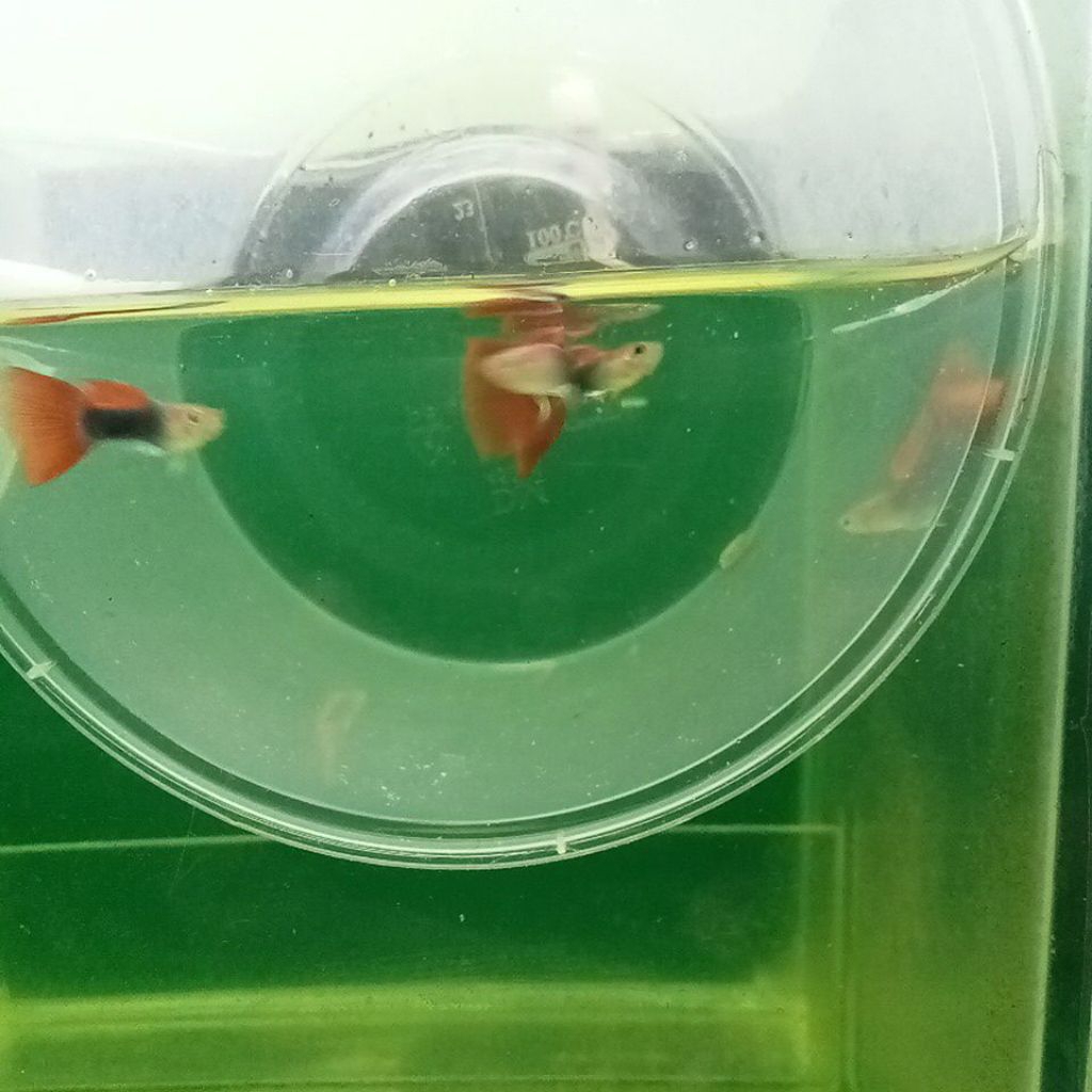 Guppy Hb red