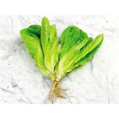 SELADA ROMAINE COS ORGANIK AGATHO/LIVING ORGANIK TERGANTUNG KETERSEDIAAN