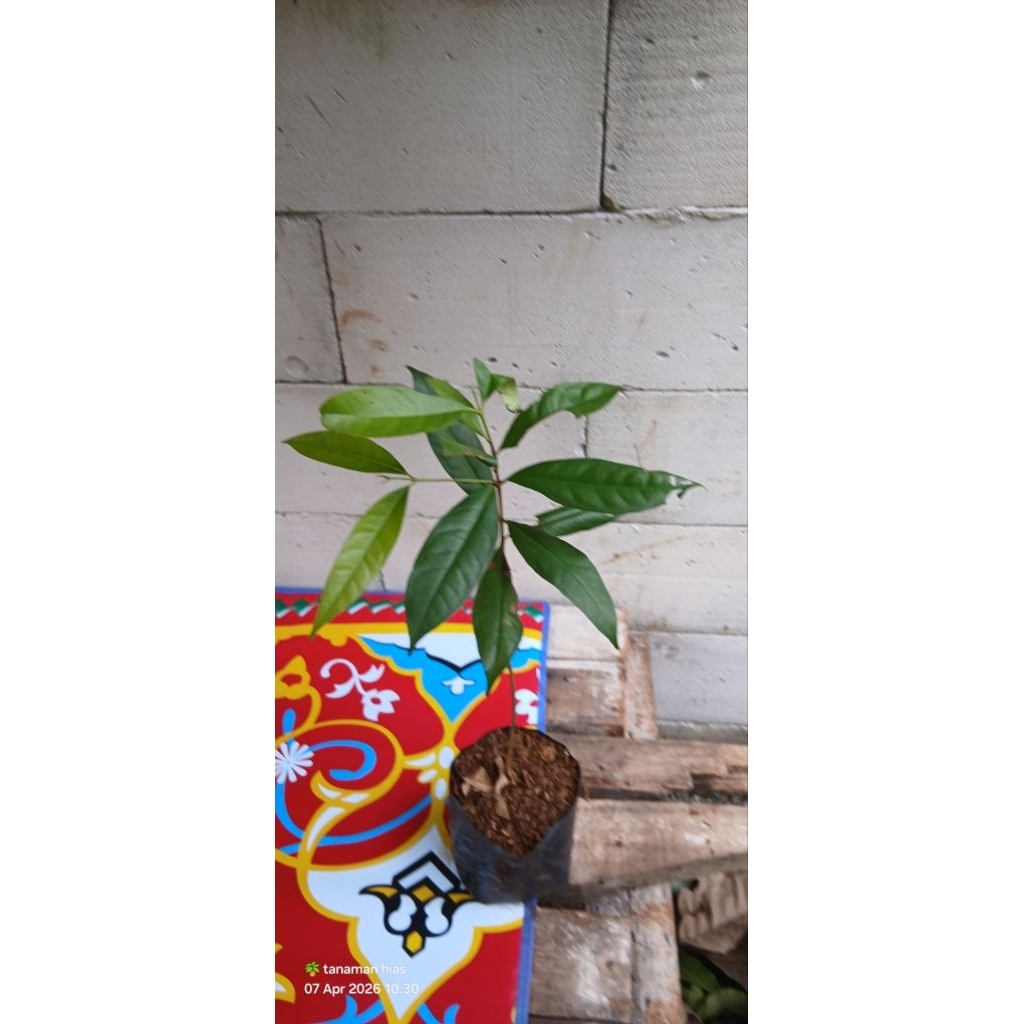 pohon salam tinggi 50 cm