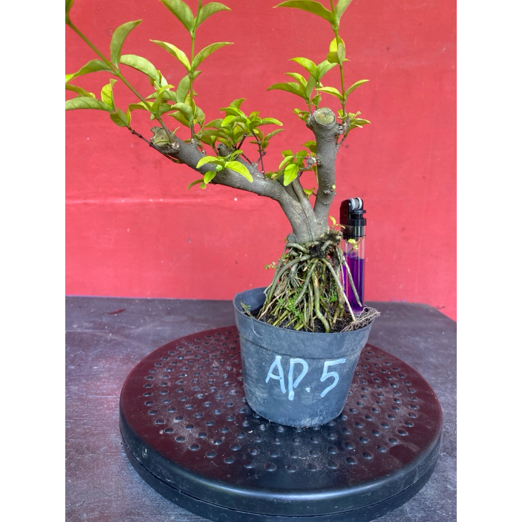 Bahan bonsai bunga anting putri Ap5