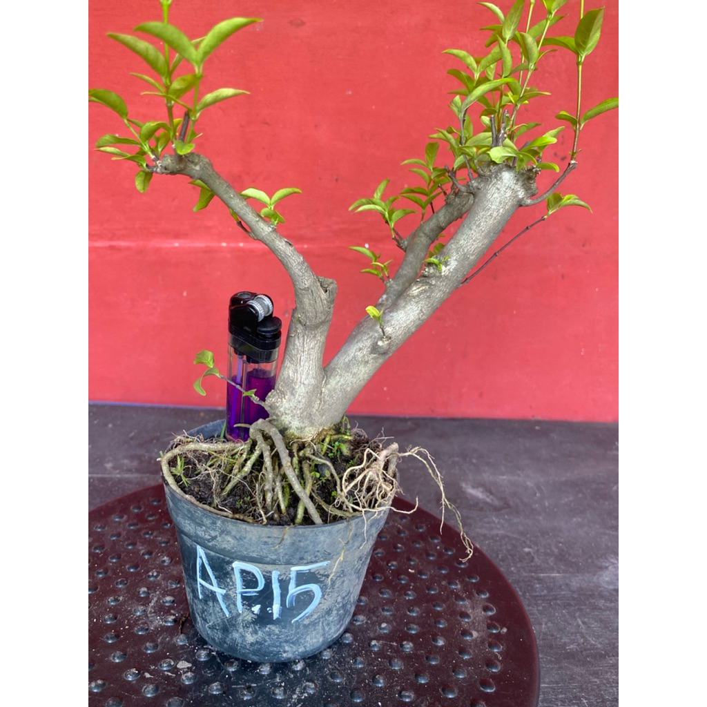Bahan bonsai bunga anting putri Ap 15