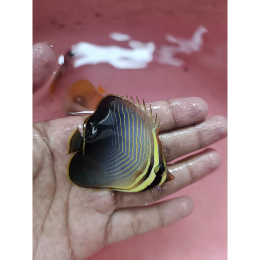 Ikan Hias Air Laut Jenis Kepe Merak