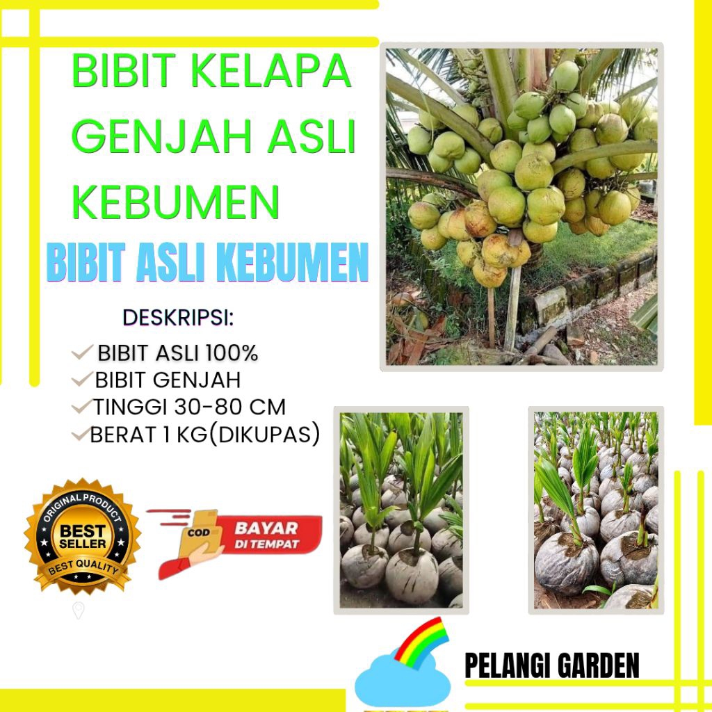 HARGA PETANI  Pohon Kelapa Pendek Berbuah Lebat