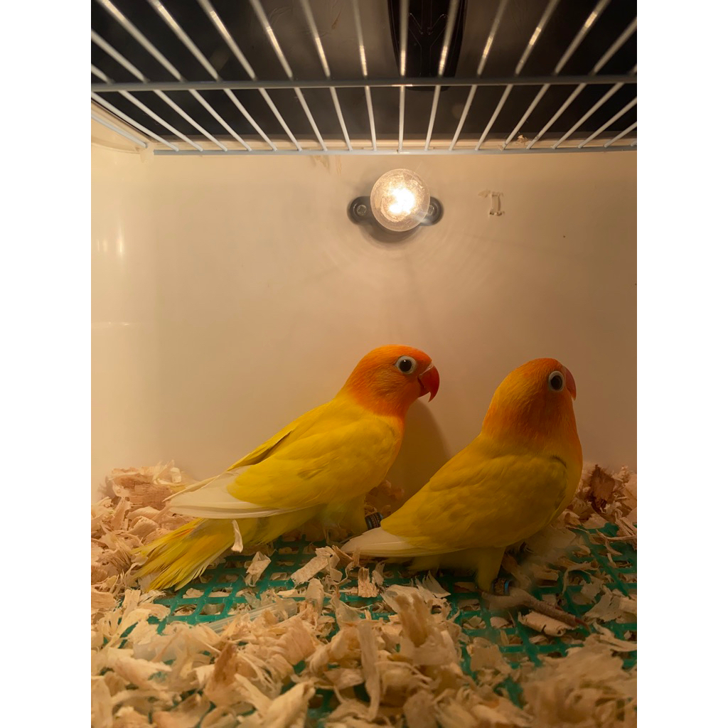 Lovebird Pastel Kuning Kualitas Bagus