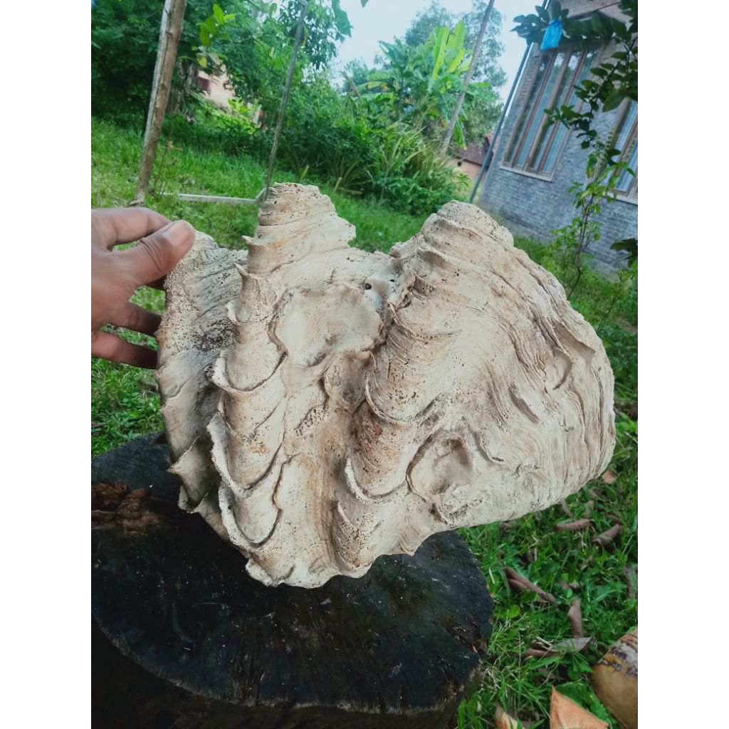 cangkang kerang besar