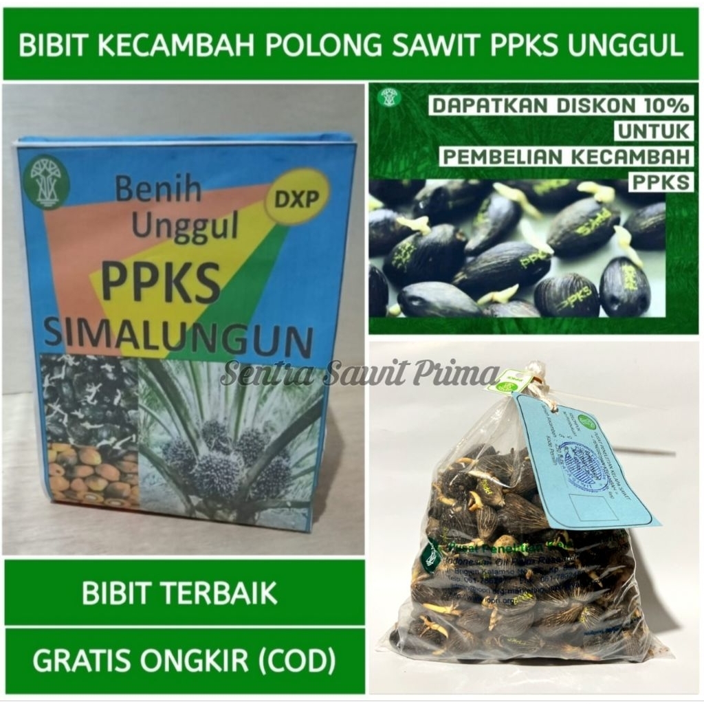 Bibit Sawit PPKS Simalungun DXP Asli – Bersertifikat – Siap Tanam