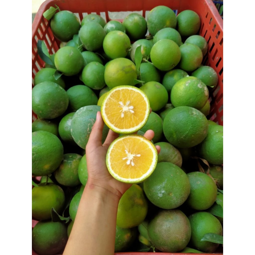 JERUK MANIS BABY JAVA 1kg