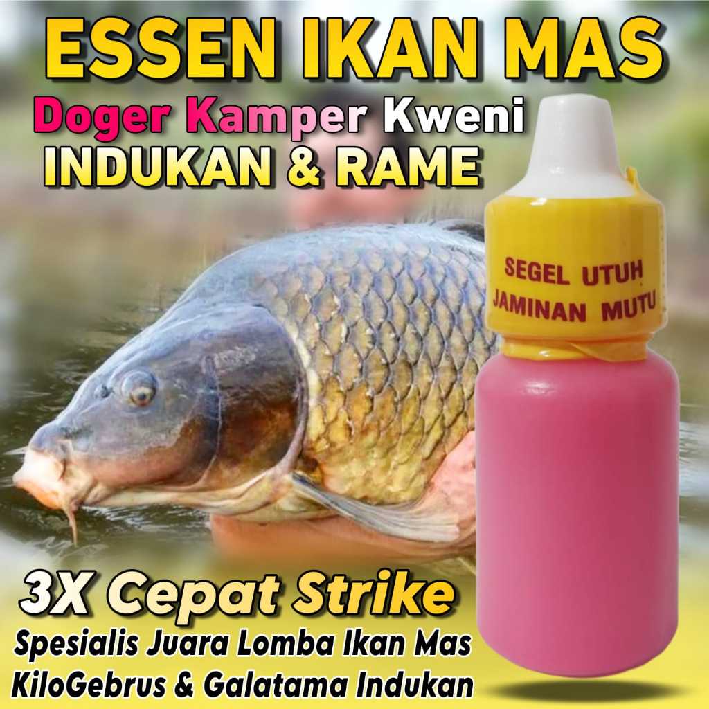 Essen Ikan Mas Doger Walang Tenggiri Spesialis Ikan Mas Babon Rame Essen Ikan Mas Lomba Harian Essen