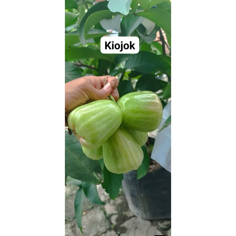 fresh cangkok jambu air kiojok asli bergaransi