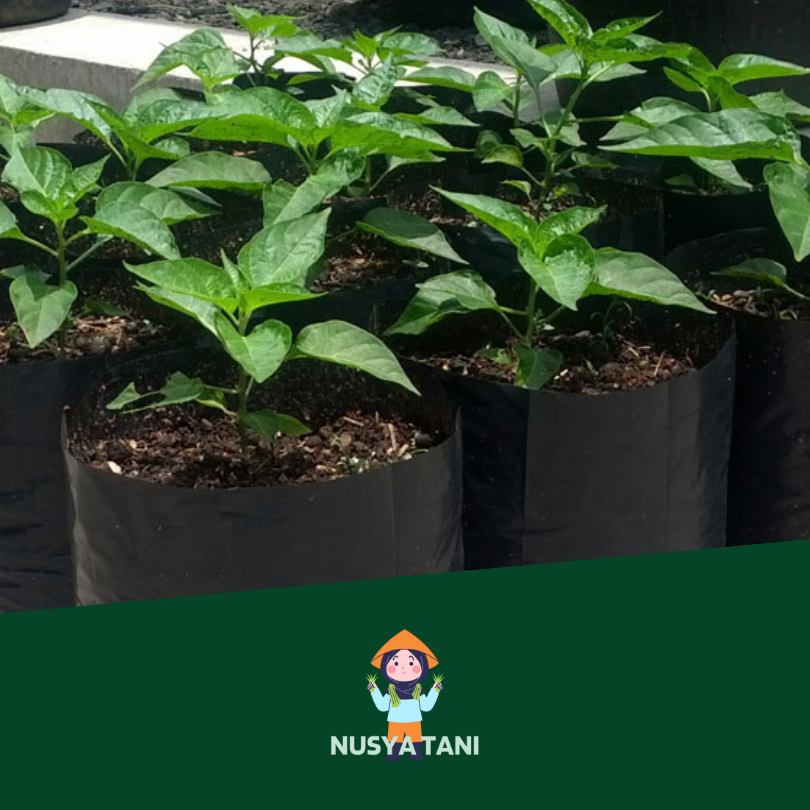 POLYBAG / POLIBEG / POLIBAG / KANTONG TANAMAN / PLASTIK TANAMAN