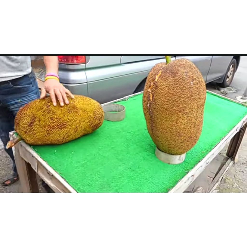 Nangka Bulat Jackfruit nangka utuh Matang