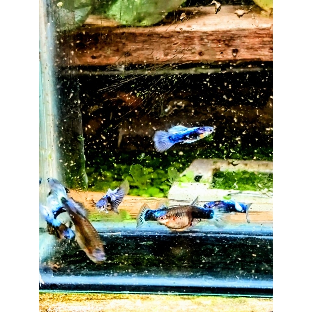 HIASAN AQUARIUM Guppy blue koi sepasang