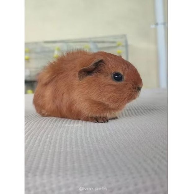 Marmut American Hidup - Guinea pig - Boneka Jinak Sehat